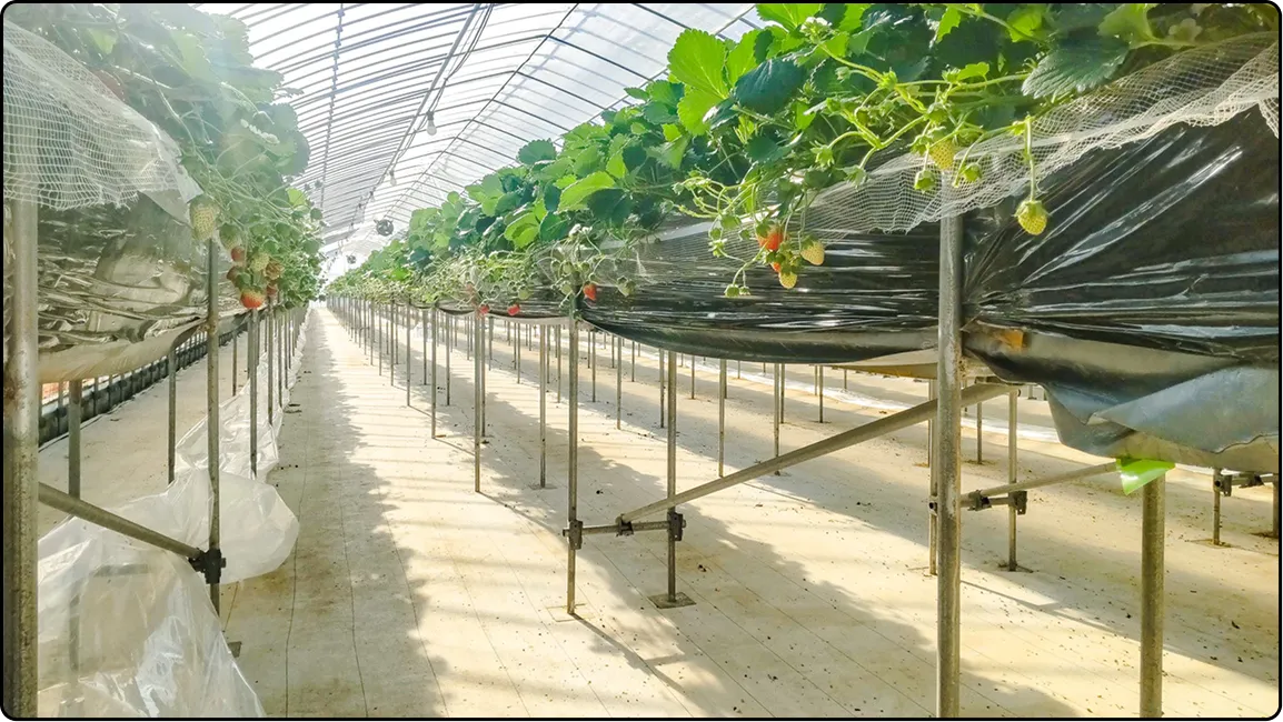 栃木の鉄骨屋根ハウス施工｜大空間・高採光が必要な栽培に｜初めての方も安心｜有限会社マルカ商会