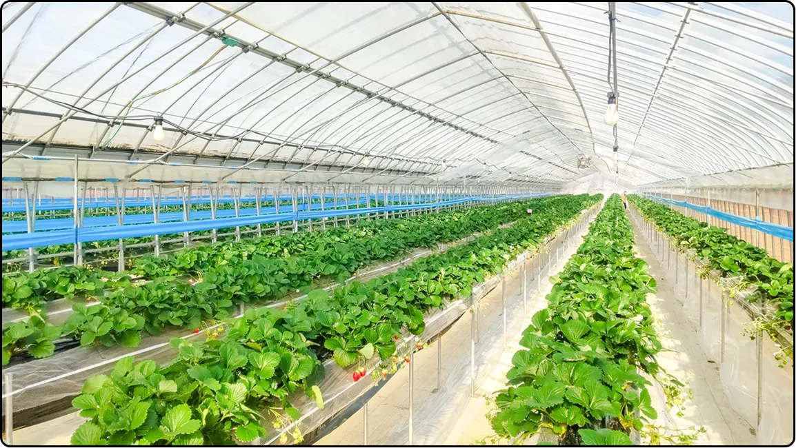 栃木の鉄骨屋根ハウス施工｜大空間・高採光が必要な栽培に｜初めての方も安心｜有限会社マルカ商会
