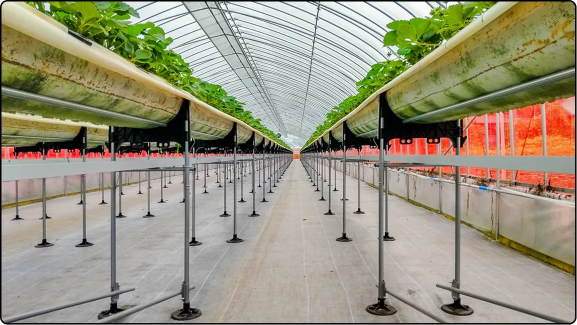 栃木の鉄骨屋根ハウス施工｜大空間・高採光が必要な栽培に｜初めての方も安心｜有限会社マルカ商会