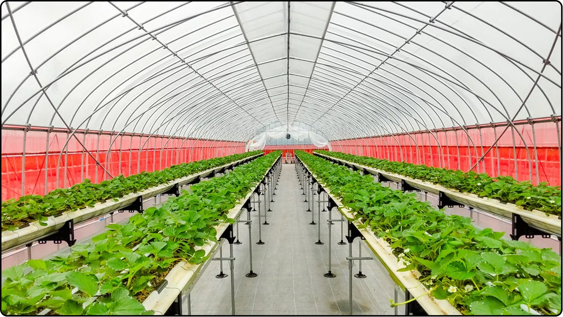 栃木の鉄骨屋根ハウス施工｜大空間・高採光が必要な栽培に｜初めての方も安心｜有限会社マルカ商会