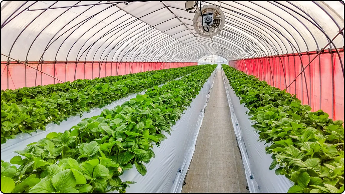 栃木の鉄骨屋根ハウス施工｜大空間・高採光が必要な栽培に｜初めての方も安心｜有限会社マルカ商会