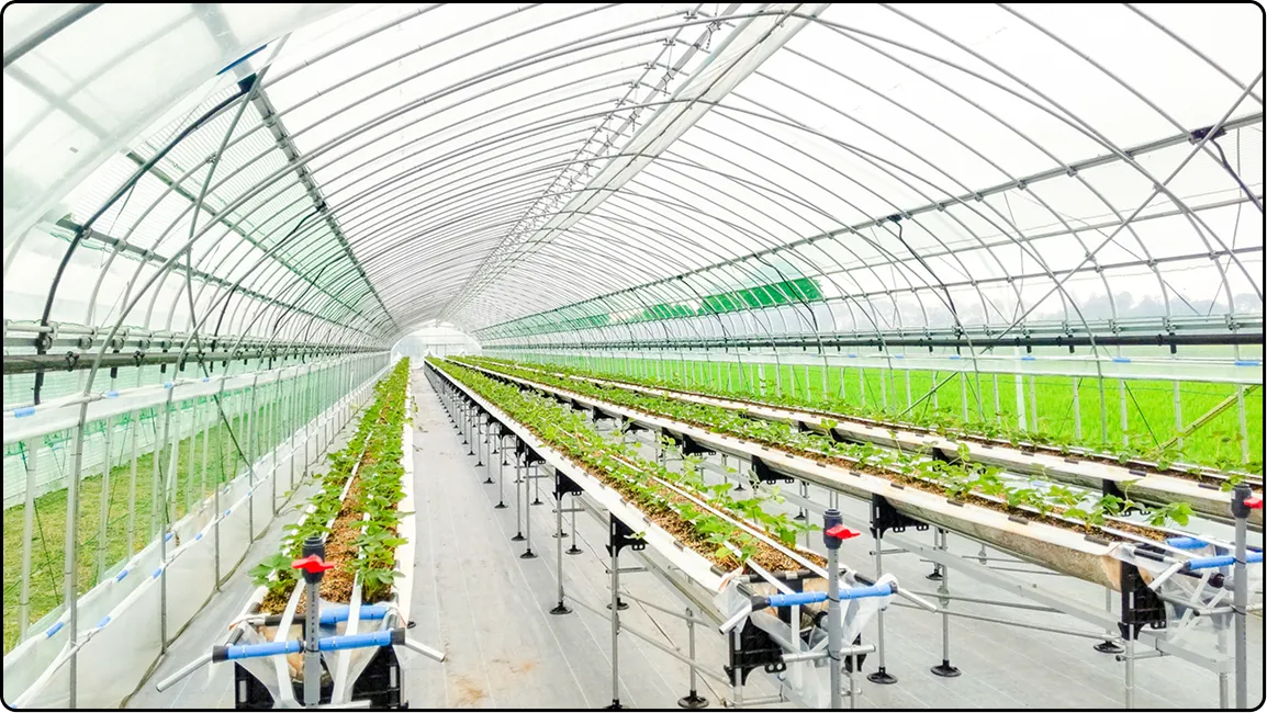 栃木の鉄骨屋根ハウス施工｜大空間・高採光が必要な栽培に｜初めての方も安心｜有限会社マルカ商会