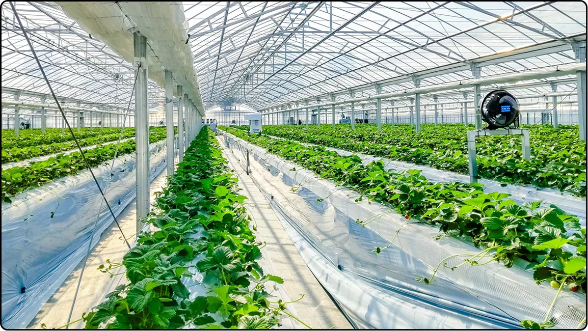 栃木の鉄骨屋根ハウス施工｜大空間・高採光が必要な栽培に｜初めての方も安心｜有限会社マルカ商会