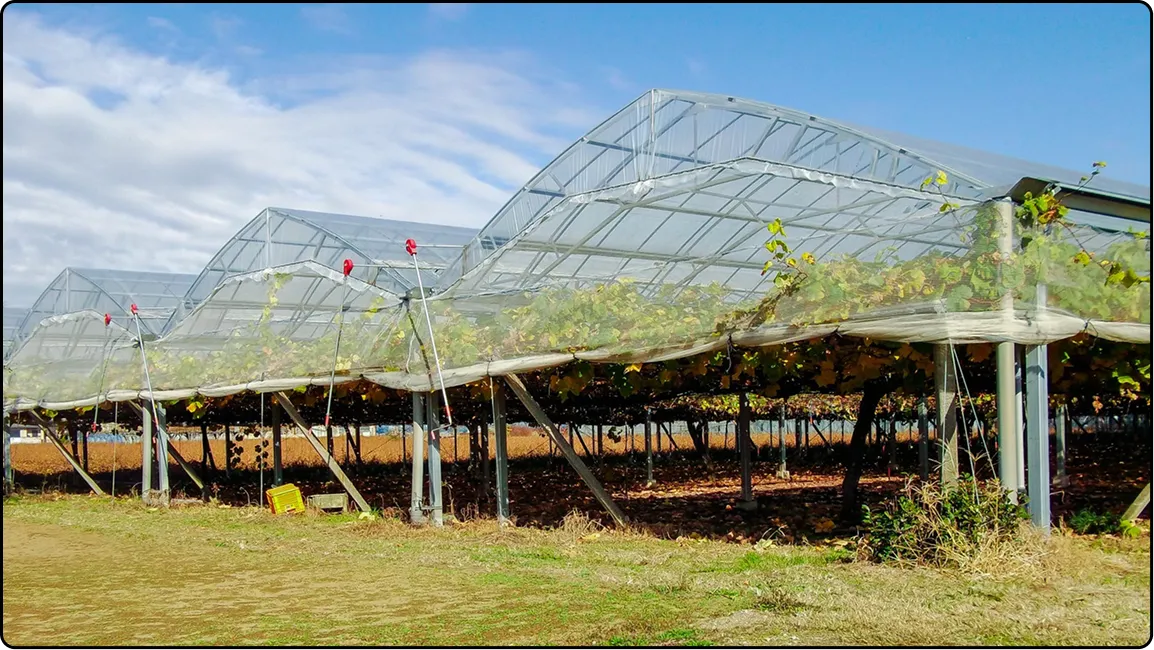 栃木の鉄骨屋根ハウス施工｜大空間・高採光が必要な栽培に｜初めての方も安心｜有限会社マルカ商会