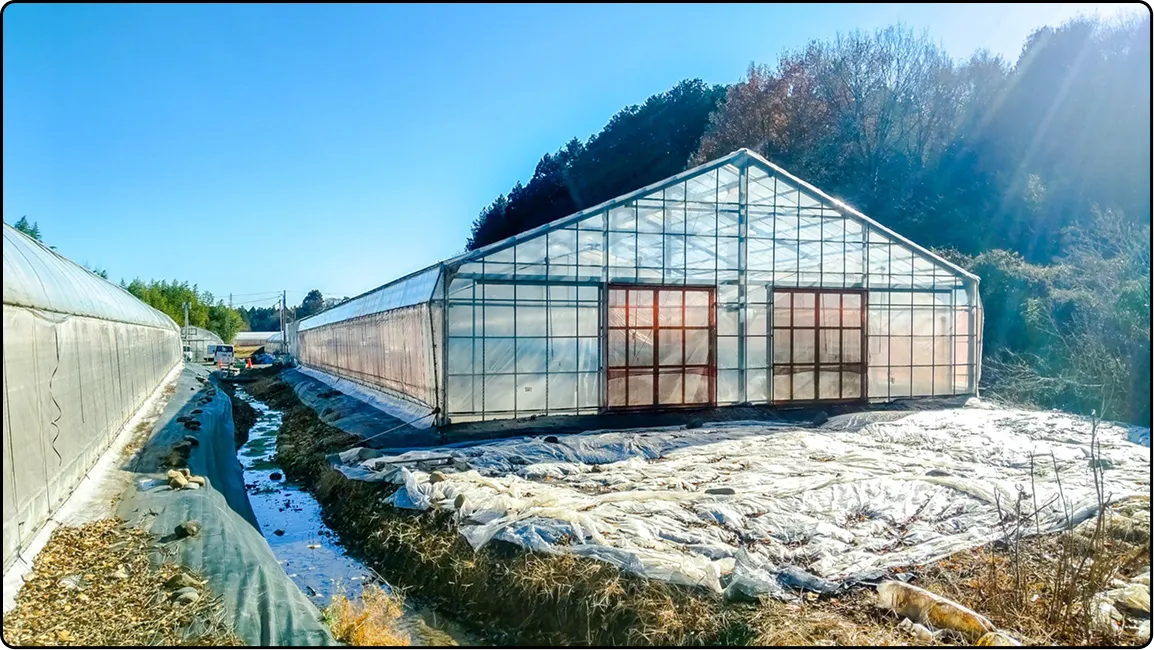 栃木の鉄骨屋根ハウス施工｜大空間・高採光が必要な栽培に｜初めての方も安心｜有限会社マルカ商会